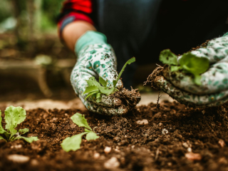 Gardening